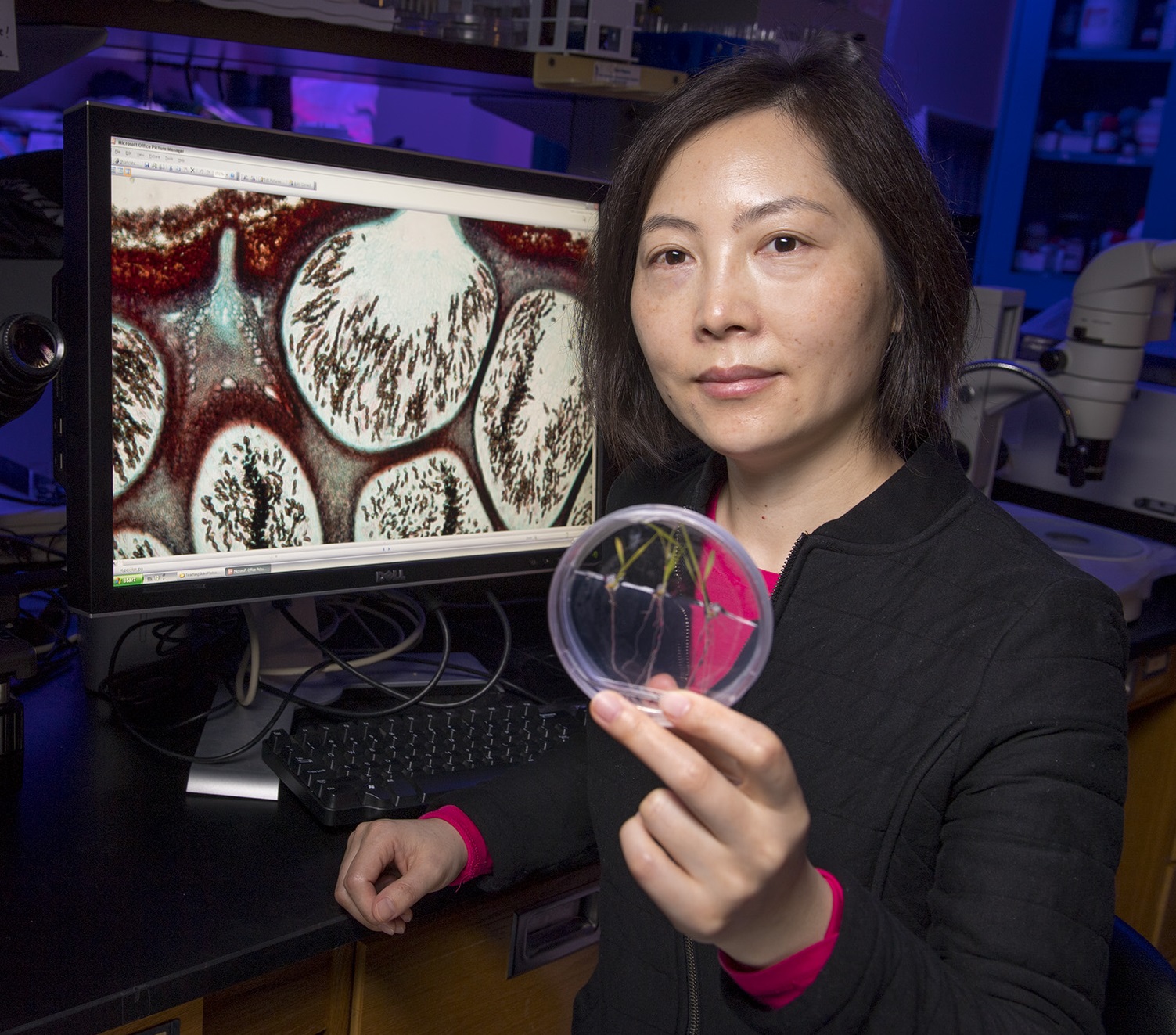 Ning Zhang holding petri dish with rice blast fungus.