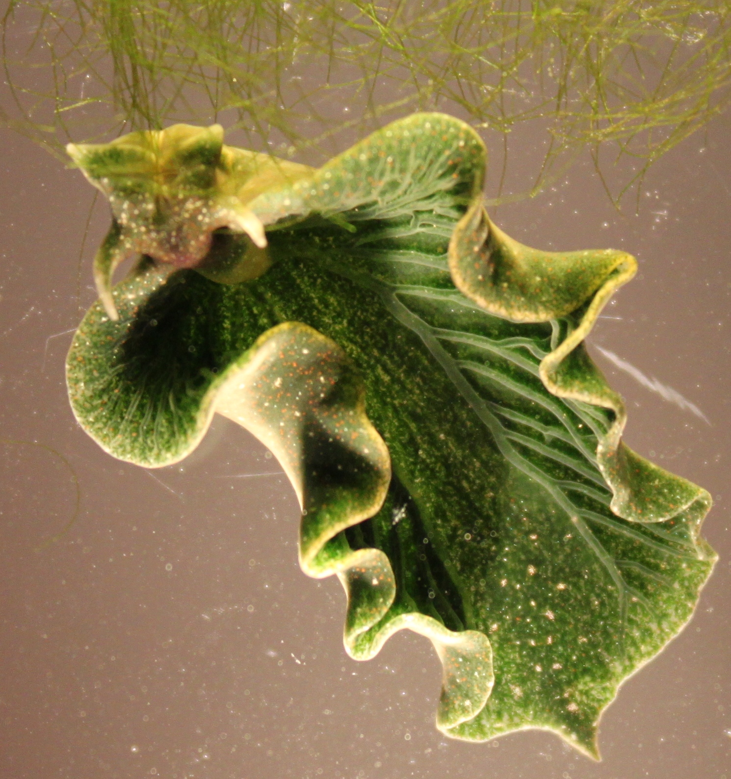 Sea slug. (Photo by Karen N. Pelletreau / University of Maine)