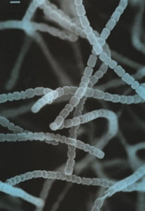 Streptomyces griseus.