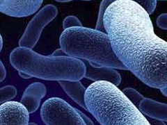 Picture of Bacteria.