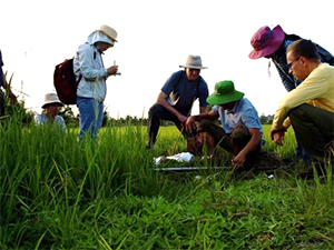 Sampling soil cores in the Mekong delta.