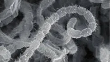Streptomyces griseus