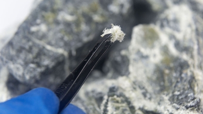 A macro photograph of fibers of the mineral chrysotile asbestos taken from host rock with tweezers