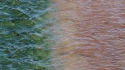 Red algae