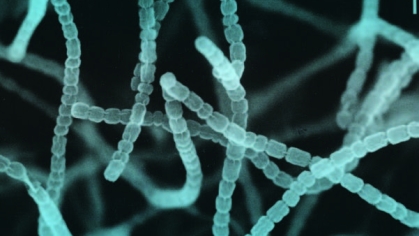 Streptomyces griseus