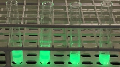Purified GFP