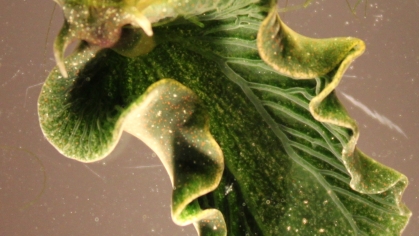 Seaslug