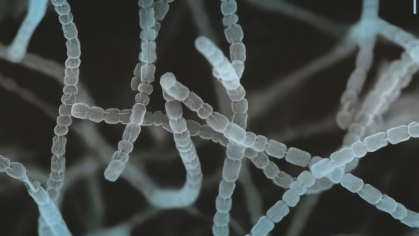 Streptomyces griseus