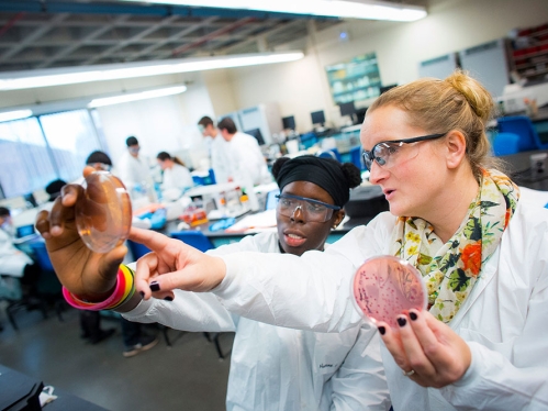 Students working in a microbiology lab