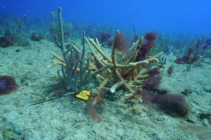 Corals in Punta Cana, Dominican Republic