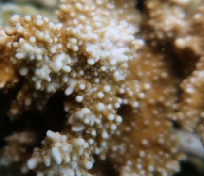 Montipora capitata