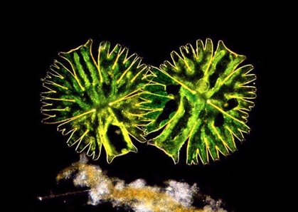 Microscopy of a desmid cc Julia Van Etten