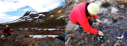 Soil sampling in our tundra field site in Kilpisjarvi, northern Finland