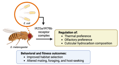 Explanation of the role of the IR25a/IR76b receptor complex in bees