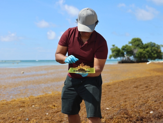 Shrinivas Nandi holding sargassum