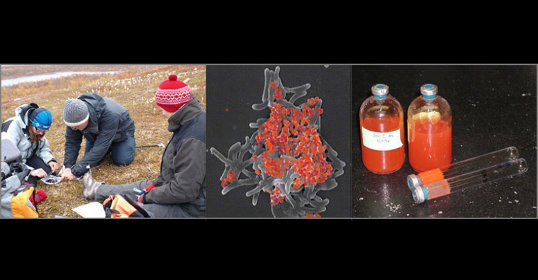 Pathways for bioremediation