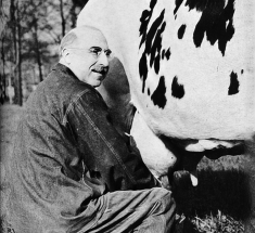 J. Lipman and cow