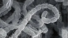 Streptomyces griseus