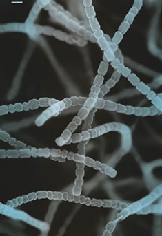 Streptomyces griseus