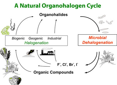 A Natural Organohalogen Cycle.