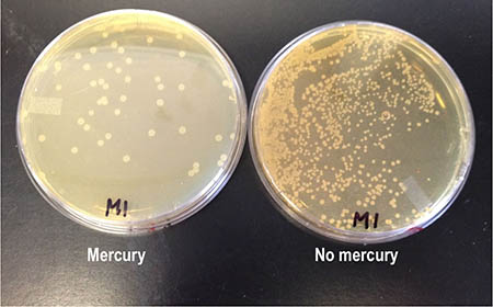 A petri dishes with mercury.