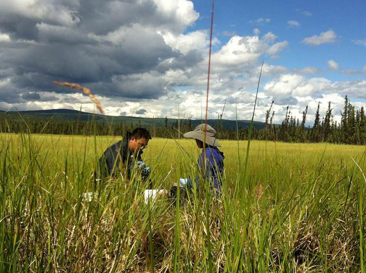 Two researchers in a field in Alaska.